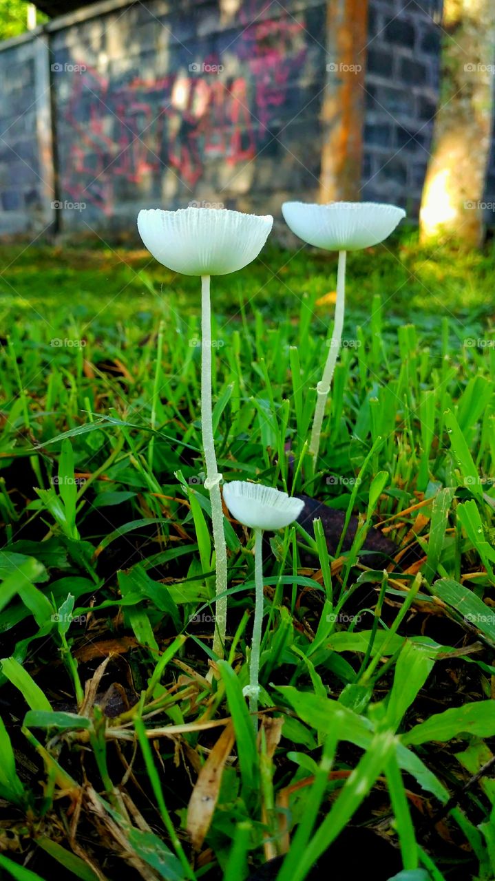 beautiful unique mushroom as beautiful blooming flower