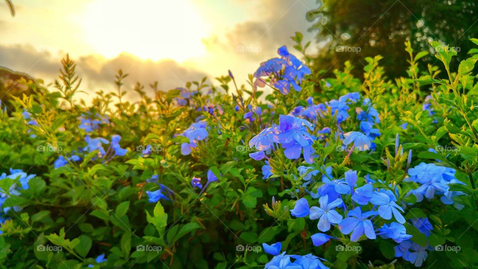 dawn. soft light on blue flowers