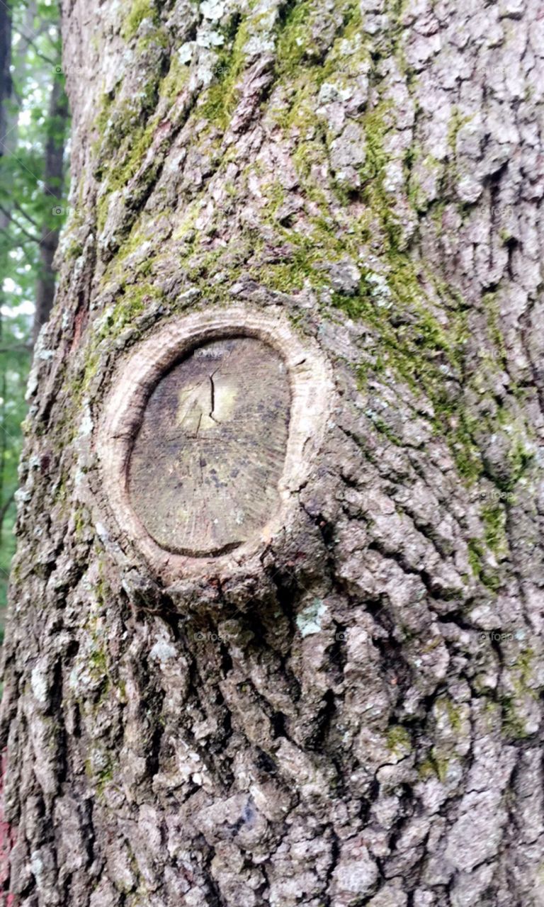 Trees have been here for thousands of years, just watching ya. What have they seen? And what would they say?