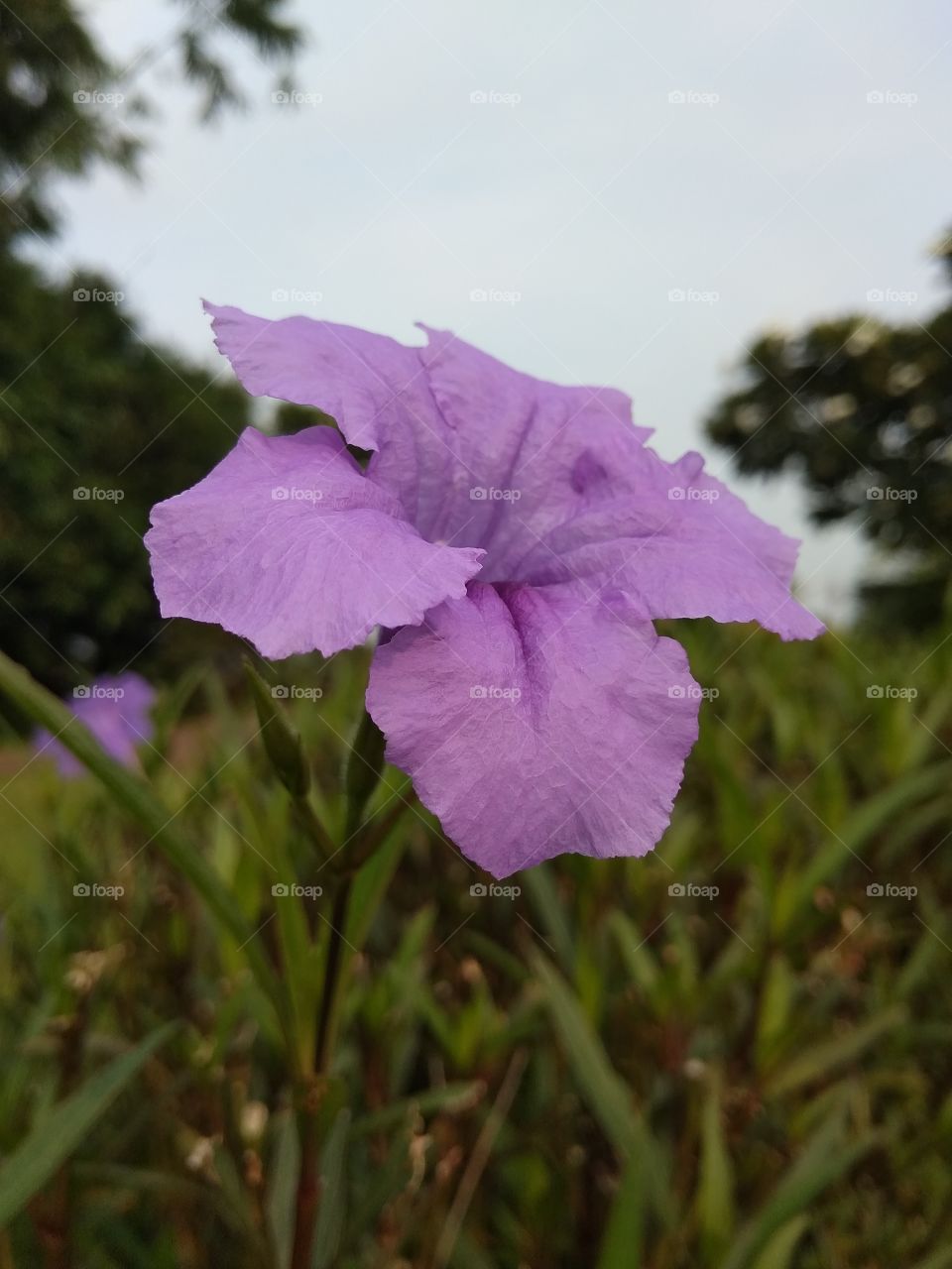 purple flower in garden