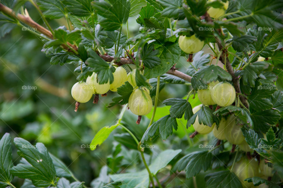 Gooseberry on a bush.