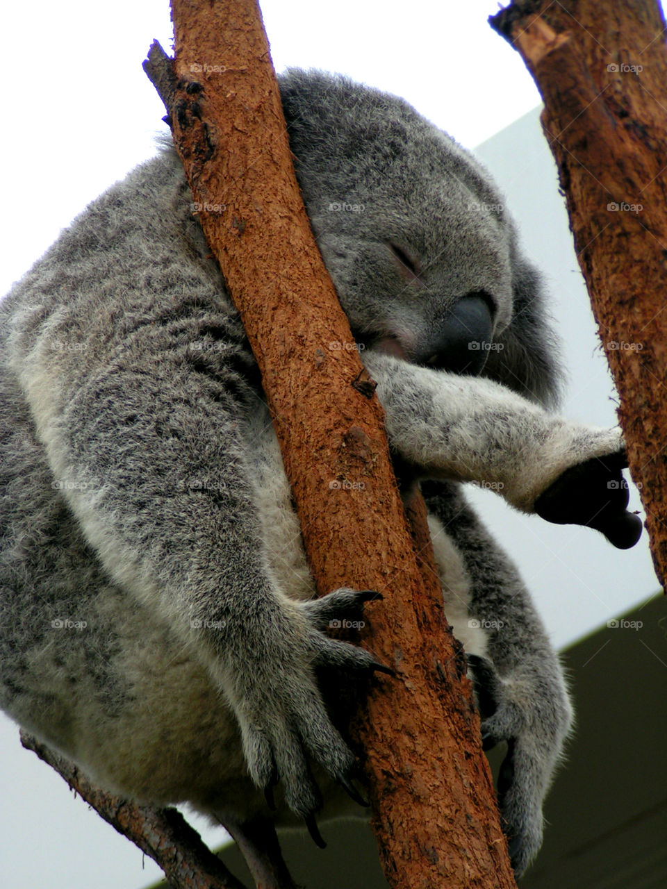 Sleeping koala on a tree