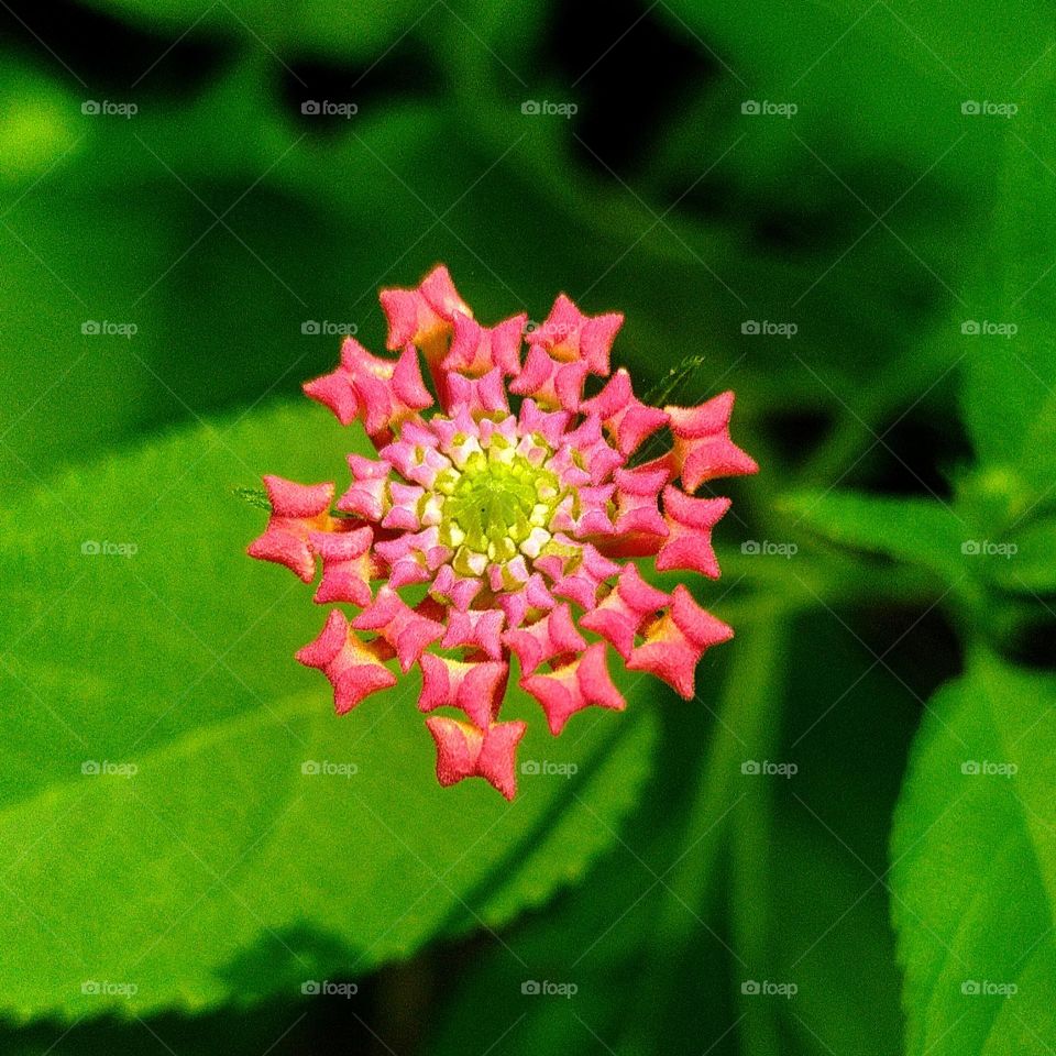 A closeup view of Lantana buds