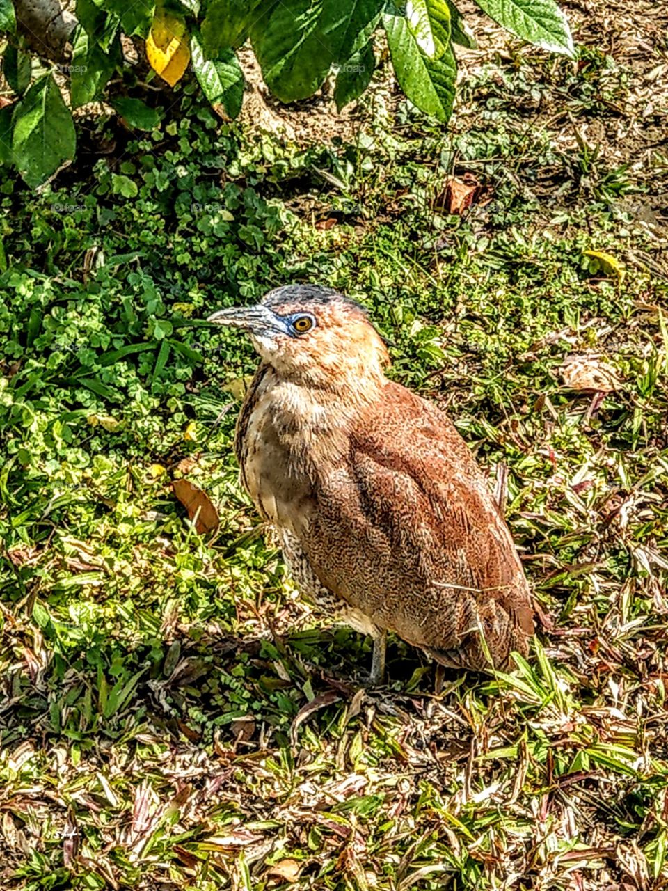 Someday I met a bird called Malayan Night Heron, it was enjoying sunshine, A lovely with a little funny bird!