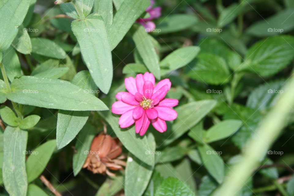 Single Flower