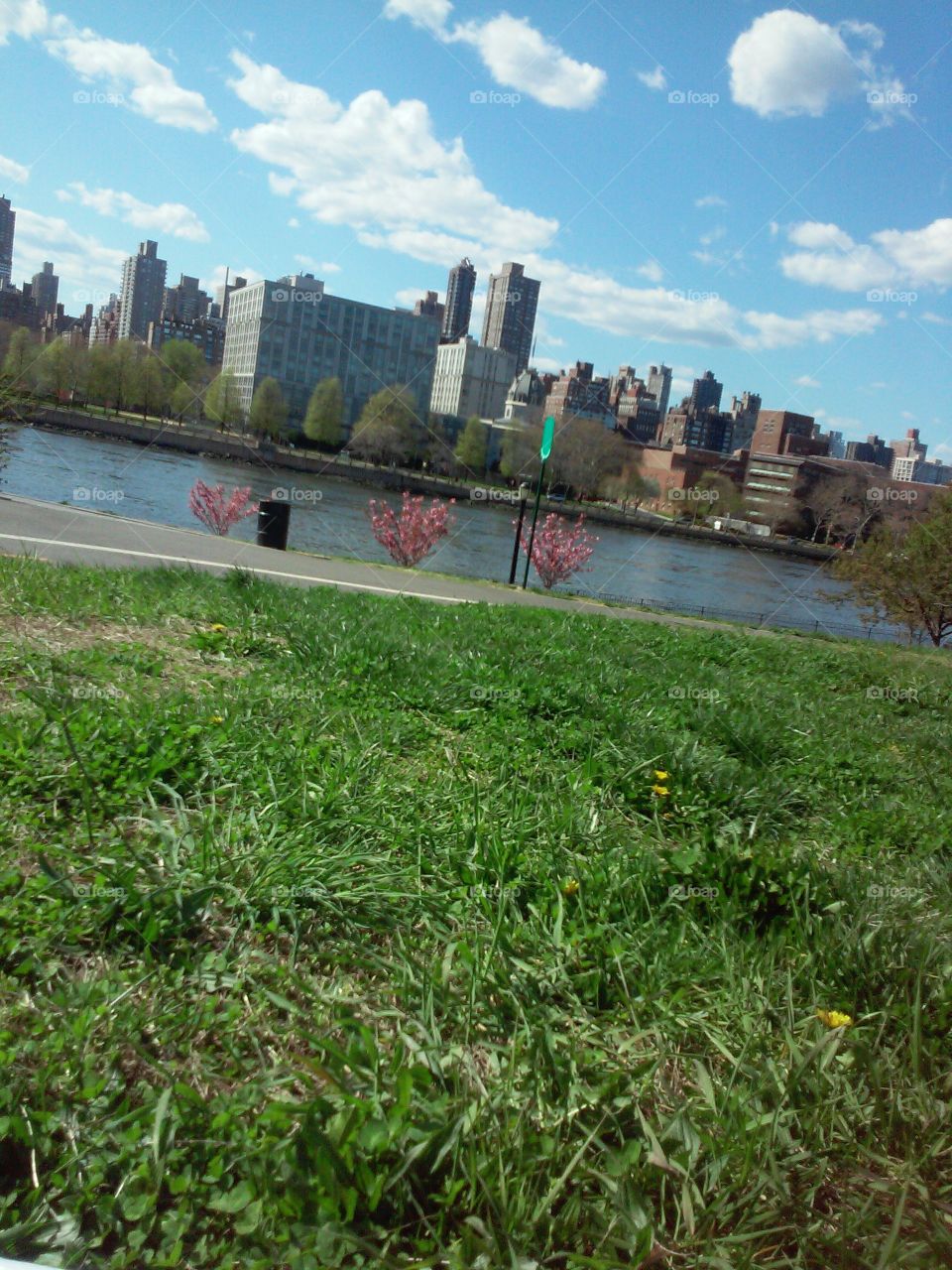 pink bushes. its the east river from rainey park