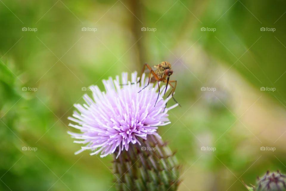 Mosquito on a Thistle