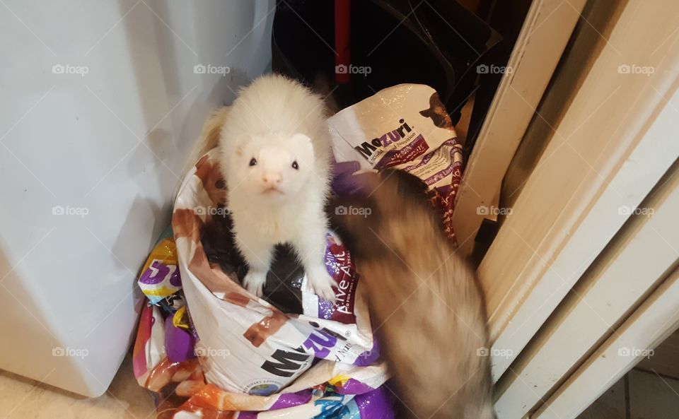 Two ferrets doing what they do best: getting into things they shouldn't. A brown ferret is shoulder-deep in a bag of cat food. A puffy white ferret stands atop a bag of pig food, looking up at the camera.