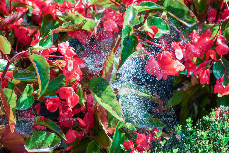 Raindrops trapped in a spider web in a flowerbed.