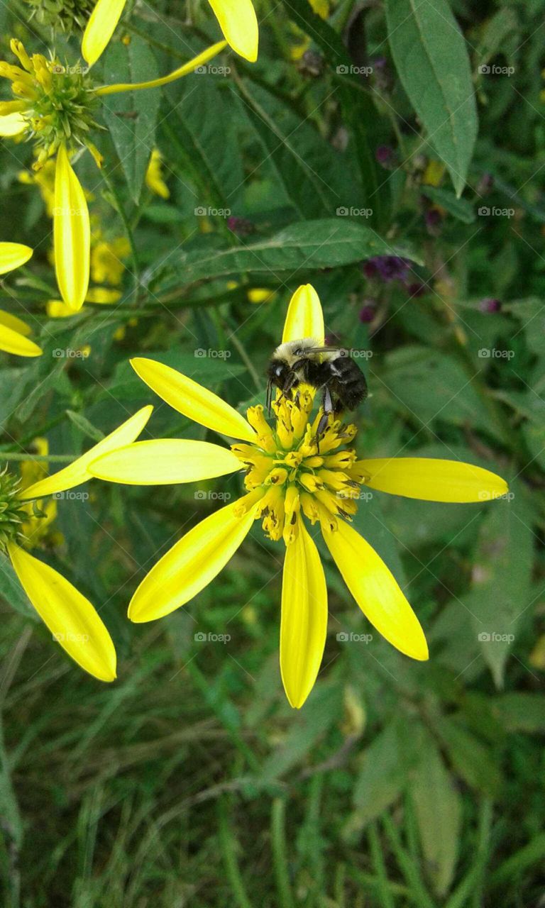 Wildflowers