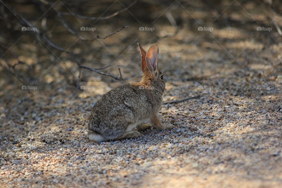 Cotton tail 