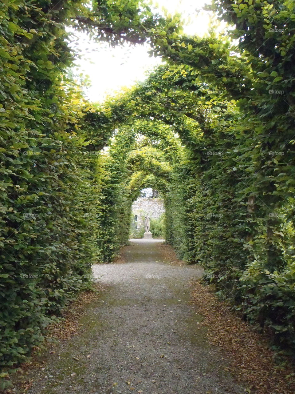 Green tunnels . In Birr castle and gardens - Ireland 