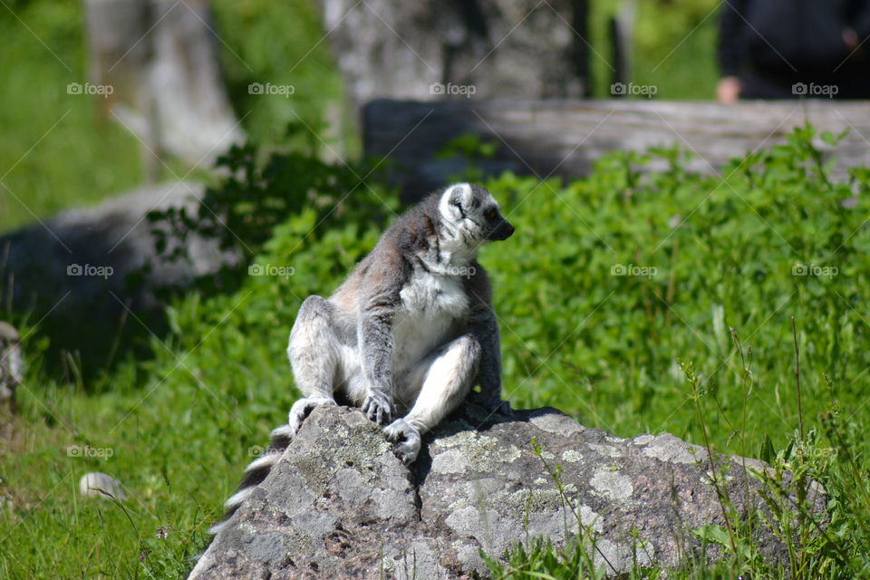 Lemur