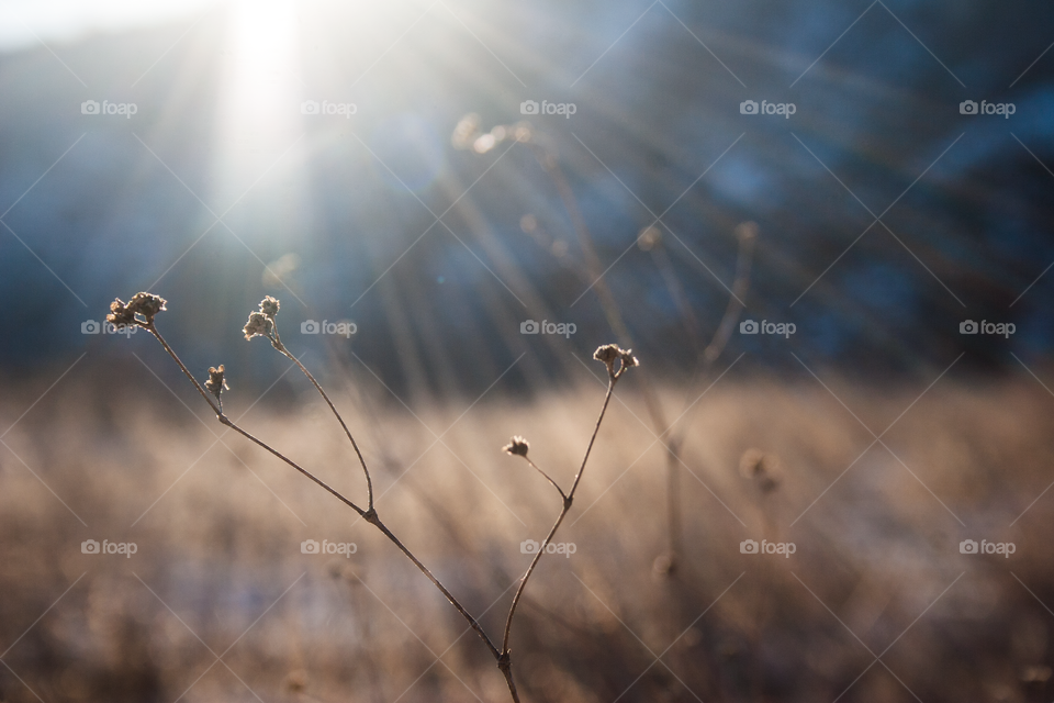Closeup Wild Dried Golden Grass in the Meadow Field with Light of Sunset. Art Autumn Sunny Nature Background