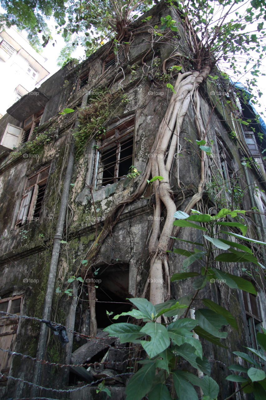 abandoned building with creepers
