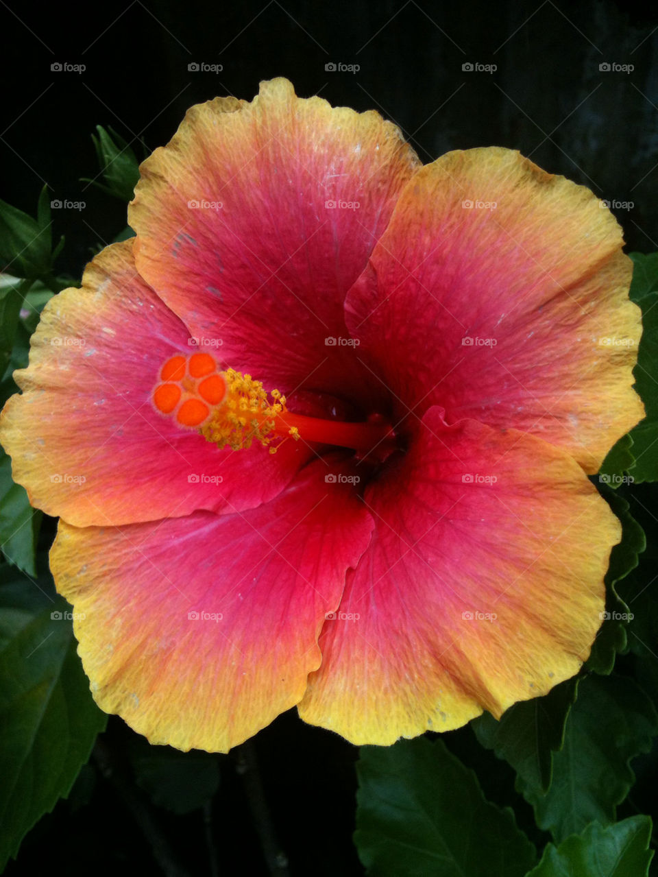 yellow nature pink flower by mksmith