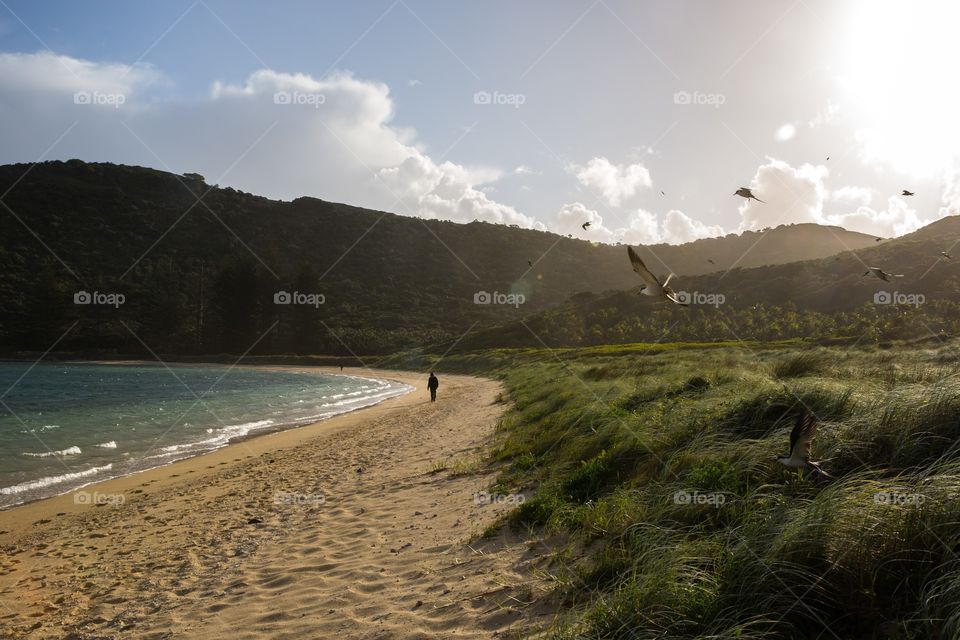 Birds Nesting Lord Howe Island, Australia