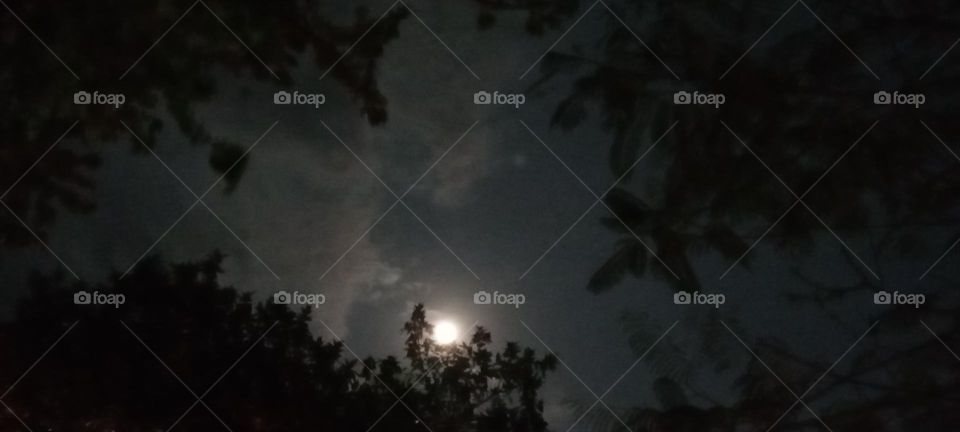 Full moon night 🌃 with trees and sky.