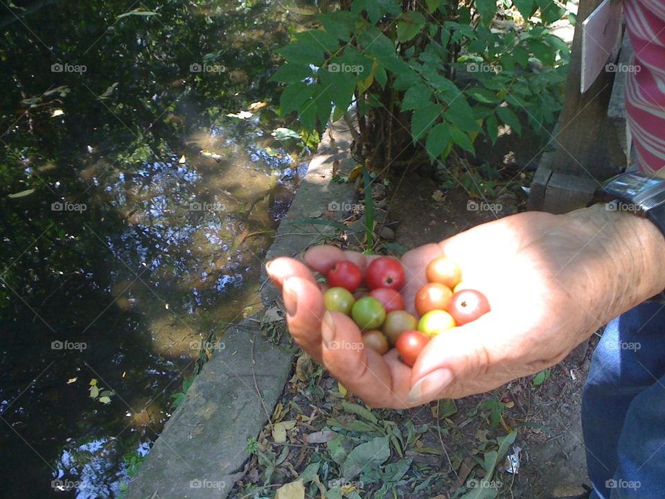 Capulines, comida de murciélagos