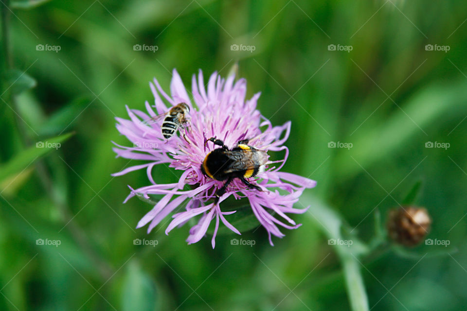 Bumblebee on the flower 