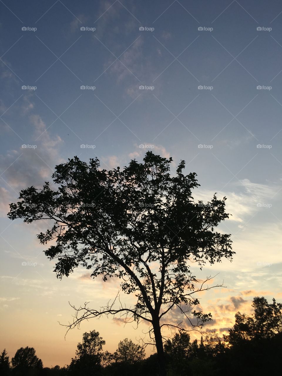 Cloud and tree