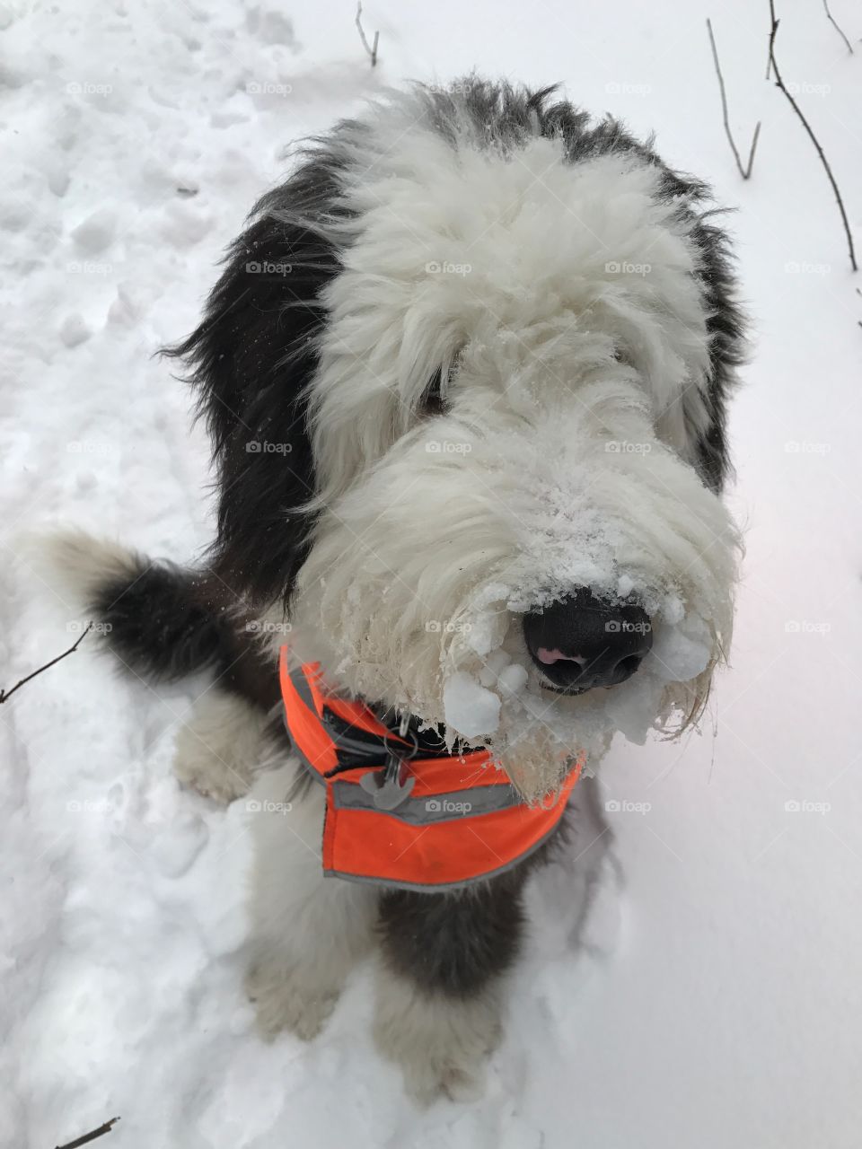 Dog, Winter, Snow, Canine, Mammal