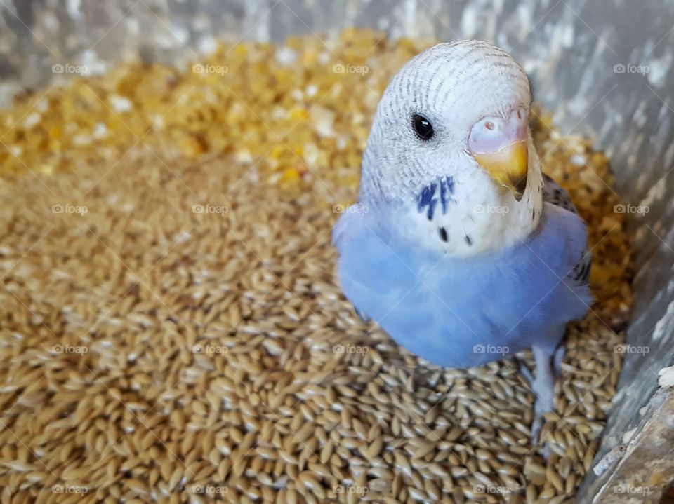 Australian violet parakeet cub