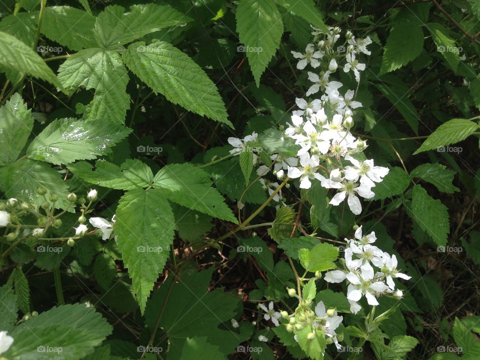 Blackberry flowers and bushes. Blackberries growing wild