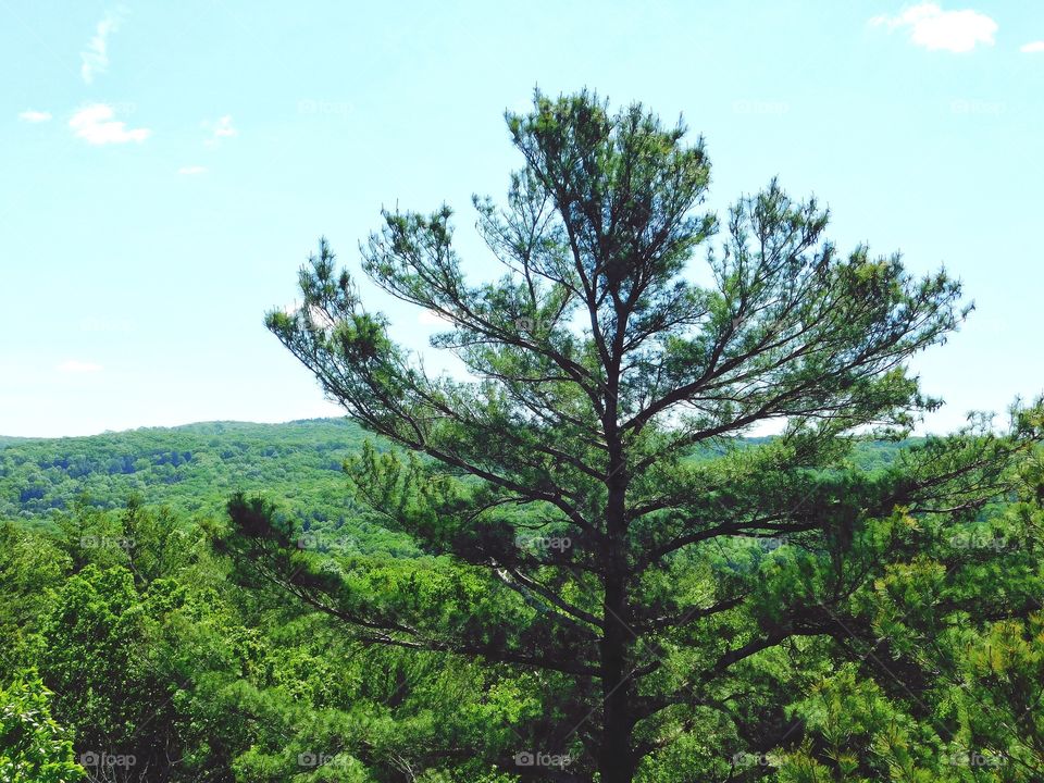 Orenaug Park seen from the top of the fire tower