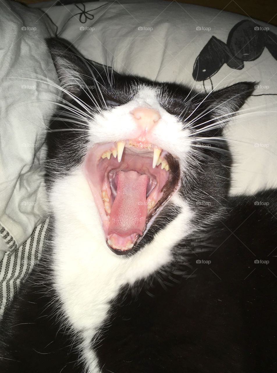 laughing cat