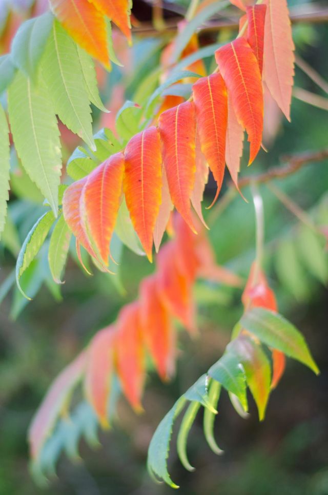 Autumn leaf
