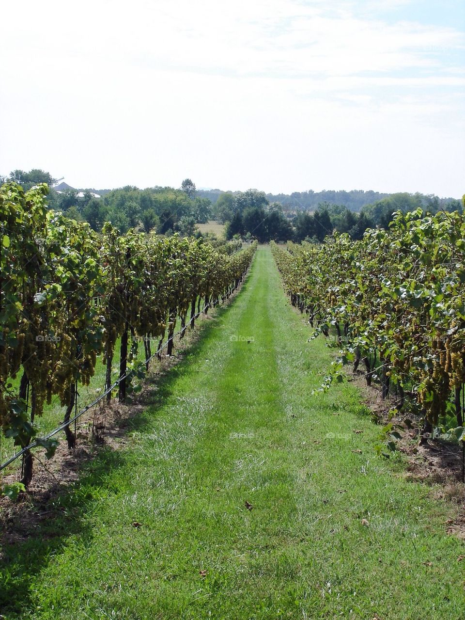 Grape vines