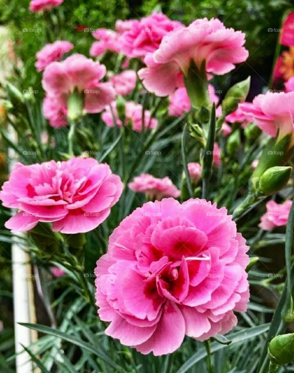 Beautiful carnation rose