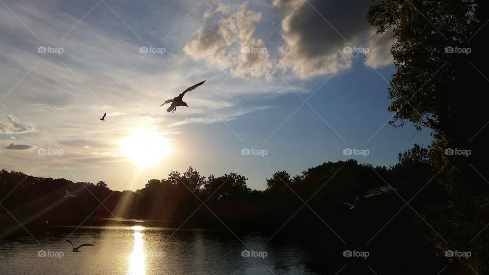 seagulls at sunset