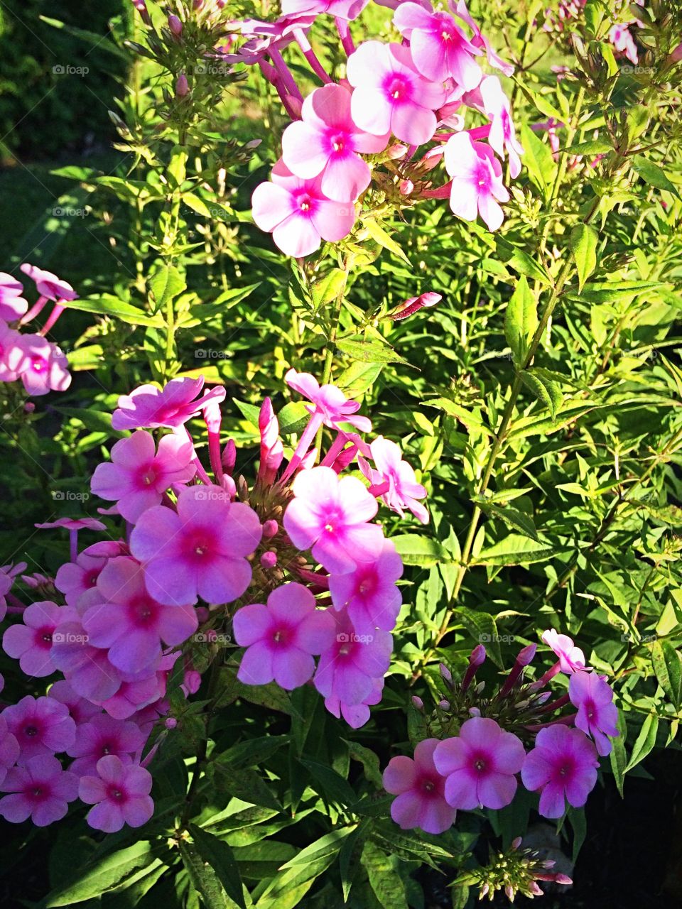 Pink Phlox - 
From my garden