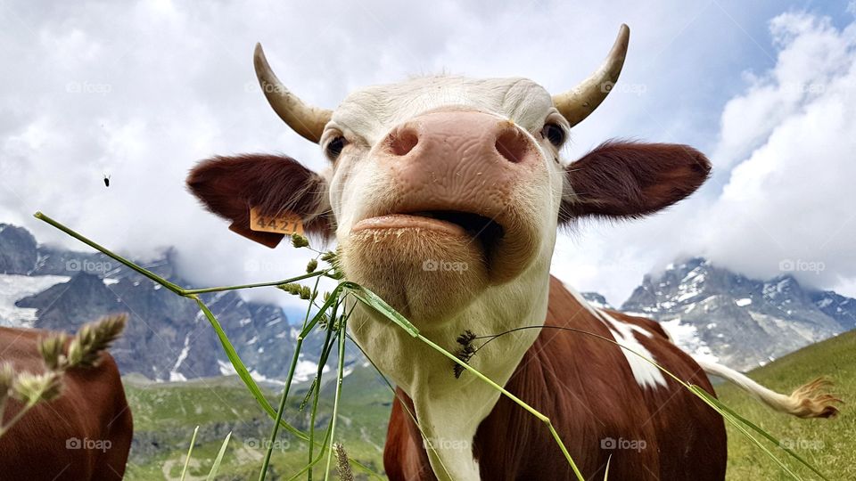 Portrait of cow chewing grass in the mountains 