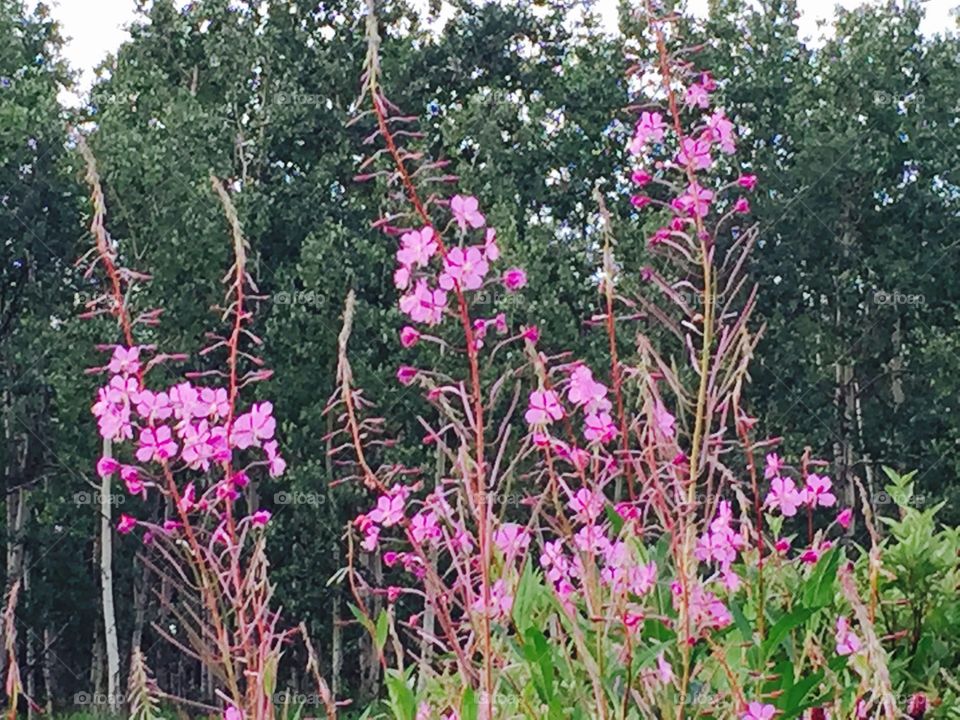 Fireweed half bloom. The fireweed is a gauge for the coming and going of summer  in Interior Alaska. 