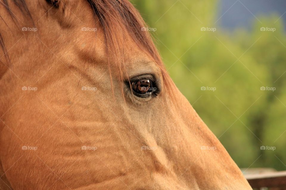 close up of horse portrait