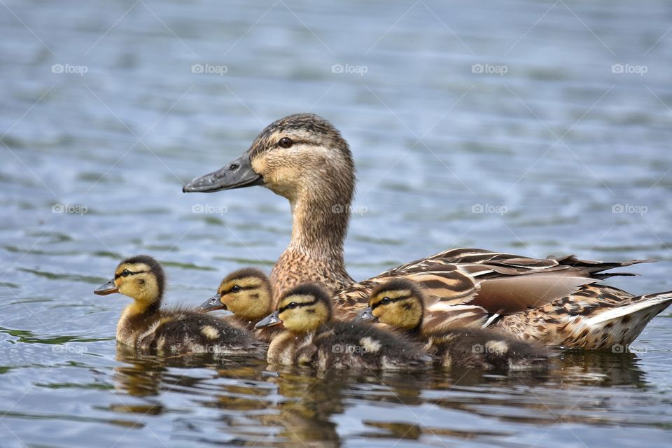 Mallard with chicks