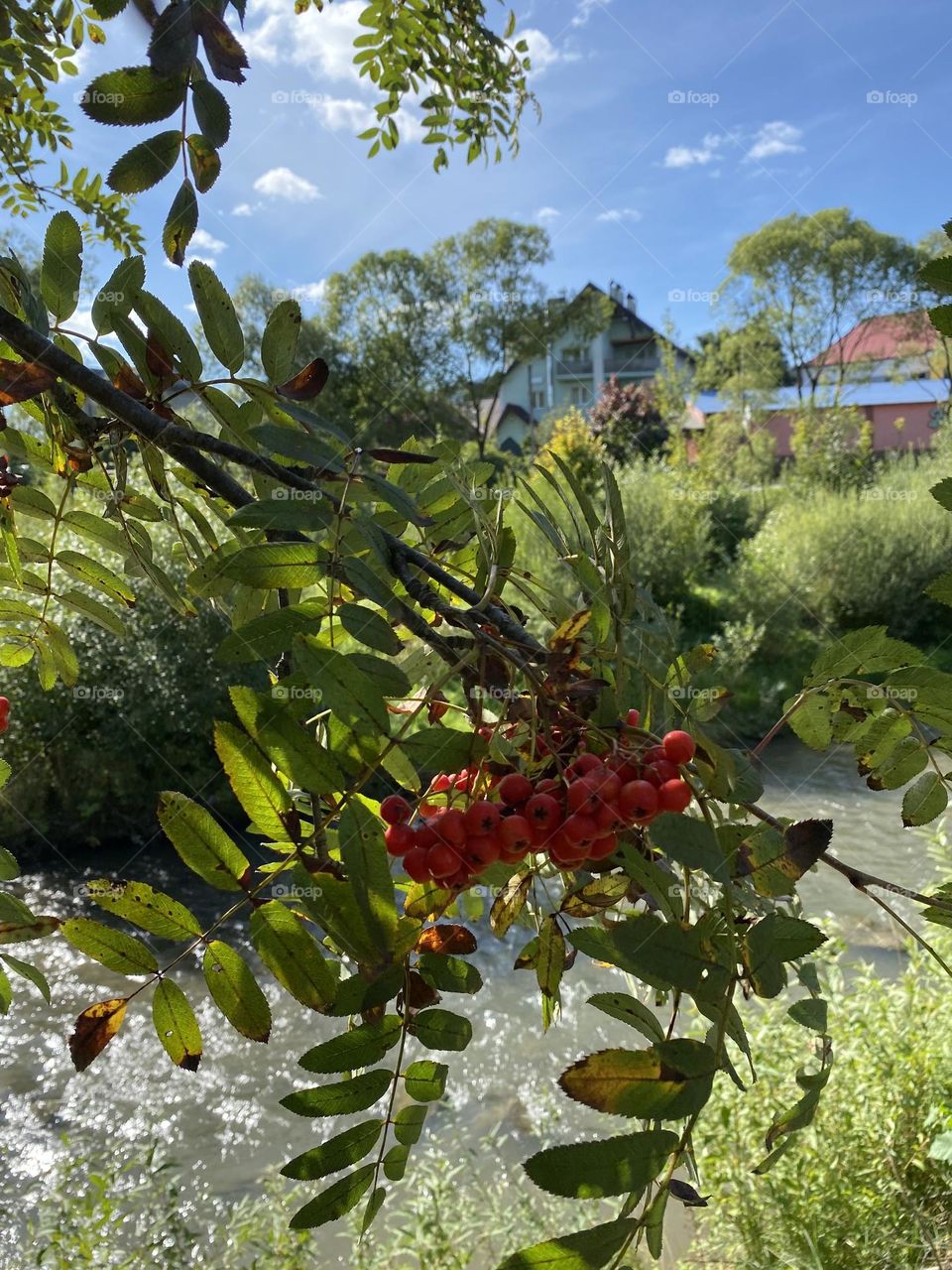 Red fruit on the tree 