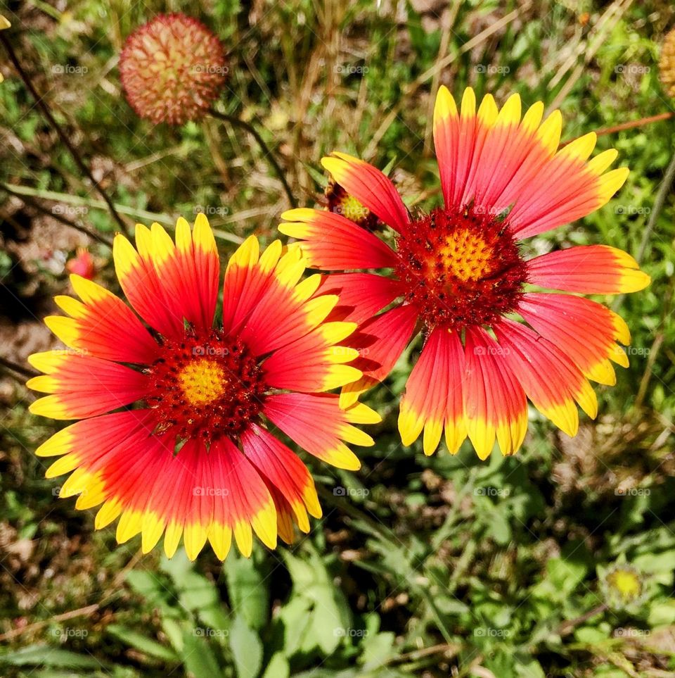 summer flowers