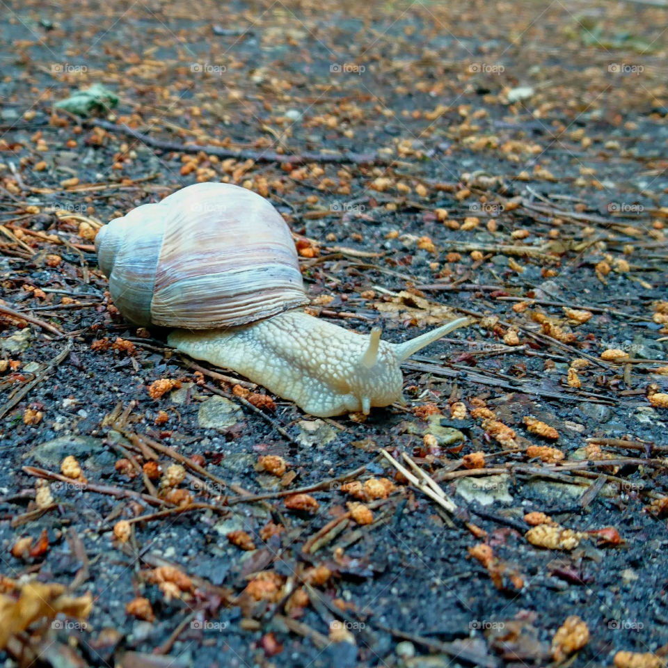 albino snail on natural background