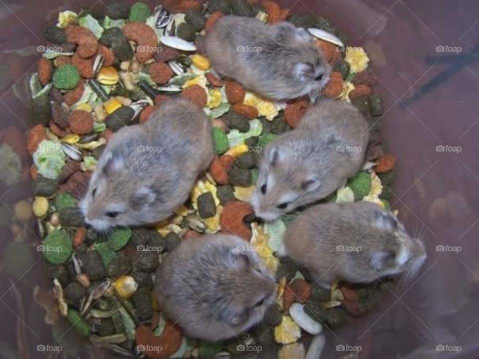 Russian Hamsters