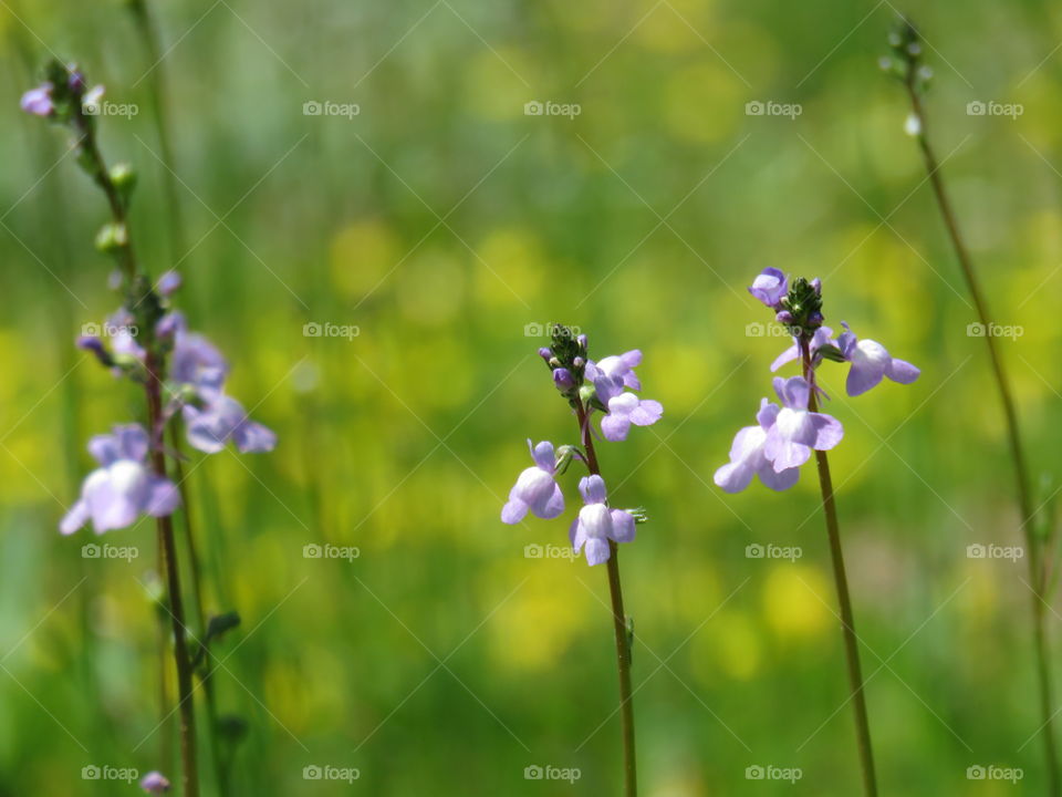 Blue toadflax