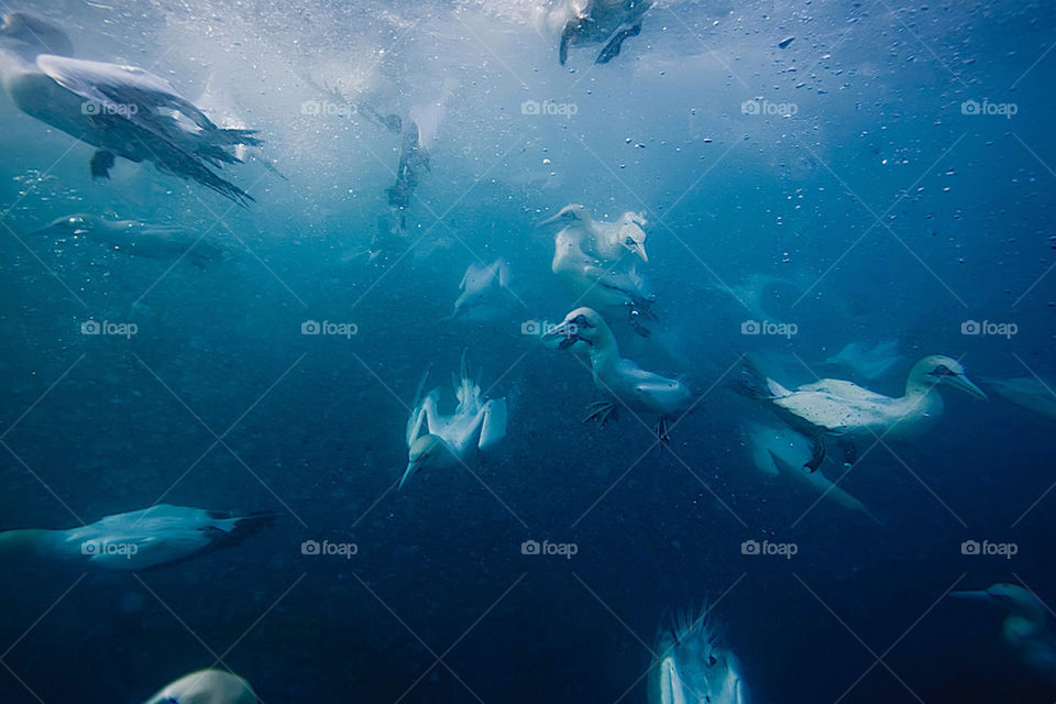 Underwater gannets