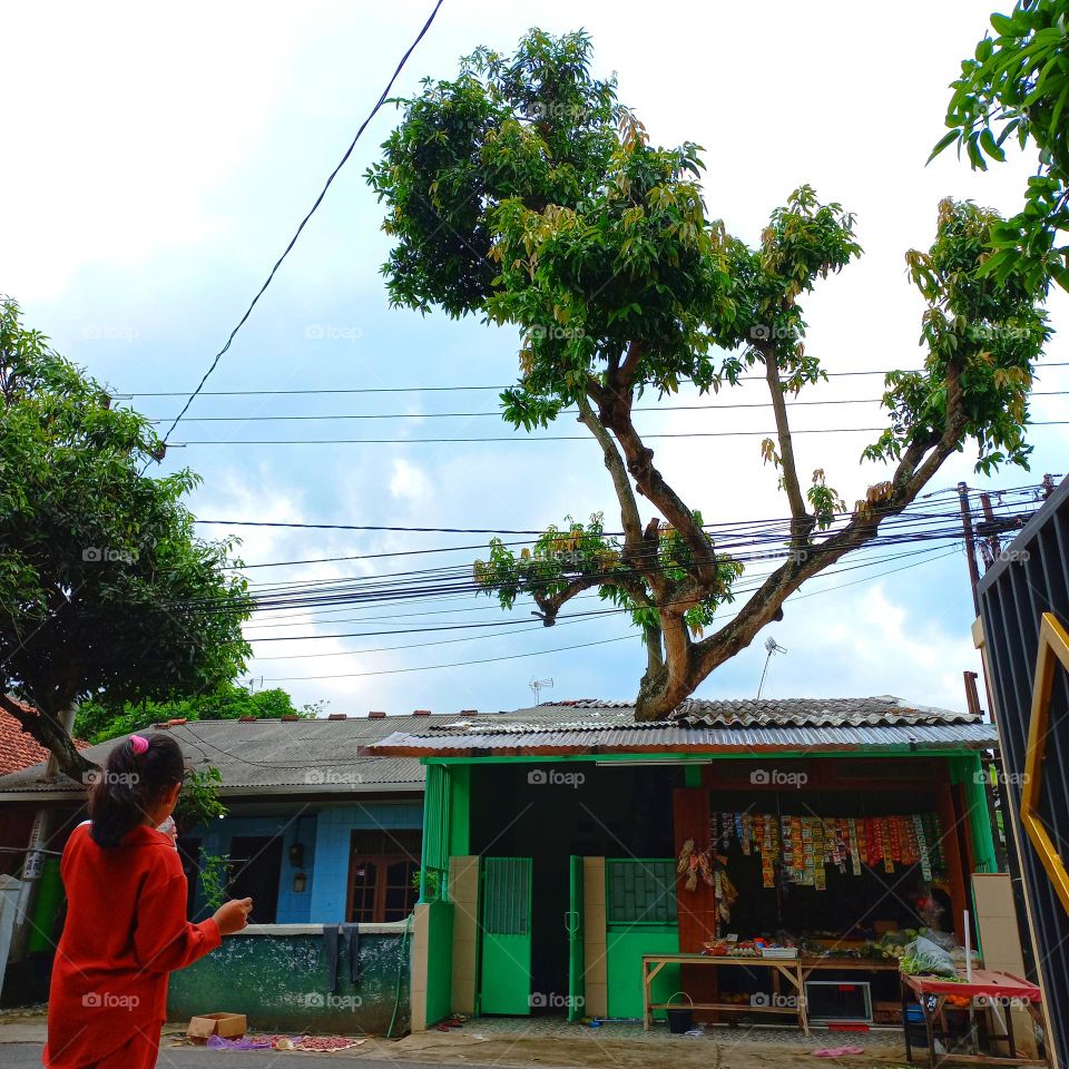 Big mango tree indoors