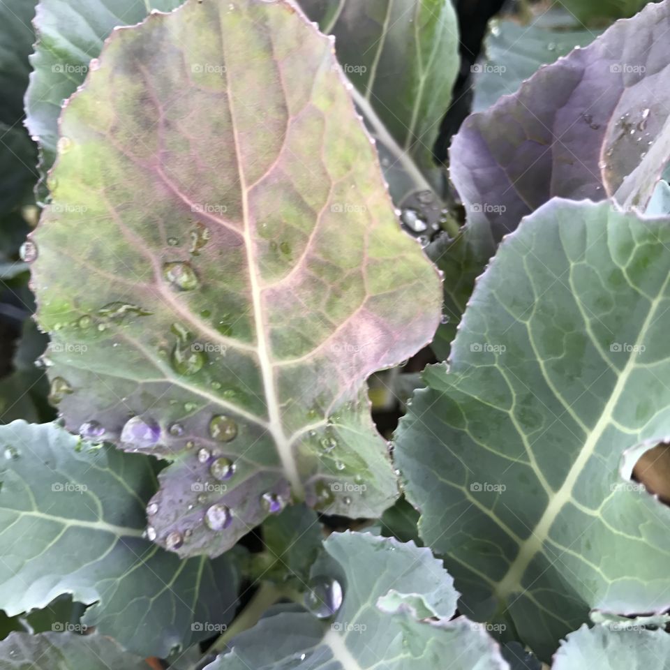 Close-Up Wet Leaf