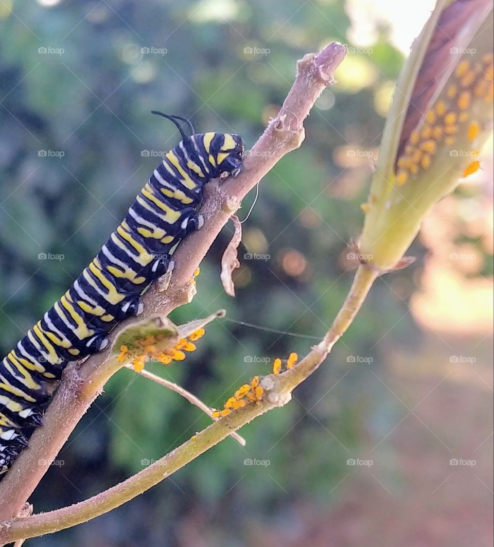 Close-up of monarch caterpillar sitting on a branch of a milkweed plant that he has eaten all the leaves off of.
