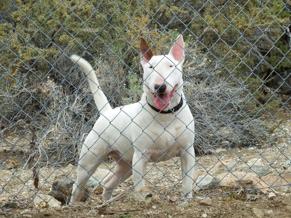 White dog behind fence.