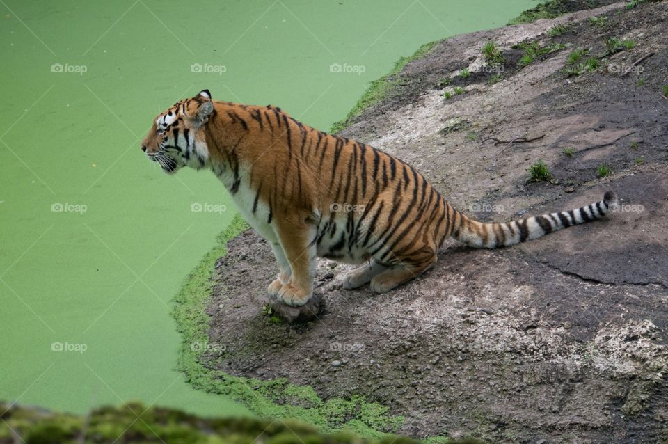 Tiger 